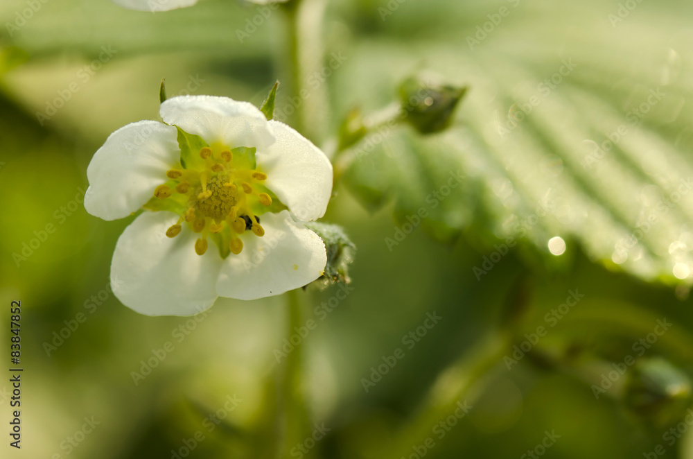 strawberry flower strawberry flower