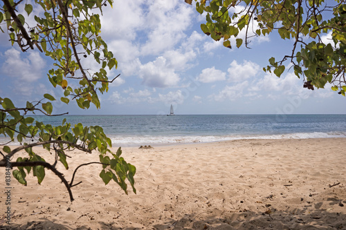 Fototapeta Naklejka Na Ścianę i Meble -  Strand in Martinique, Grande Anse des Salines