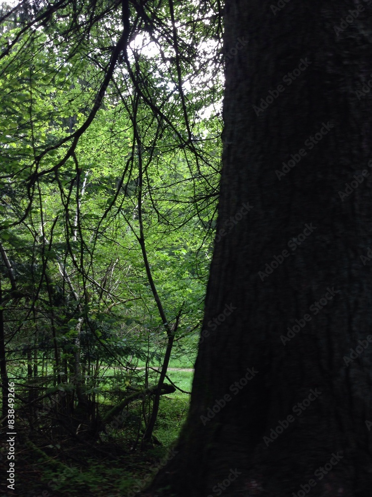 Naklejka premium inside the forest