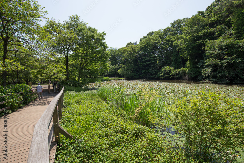 Obraz premium 石神井公園