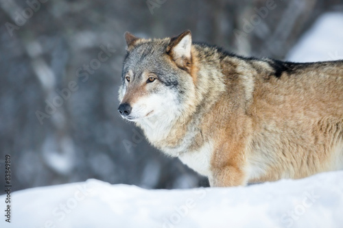 Wolf standing in the cold winter forest © kjekol