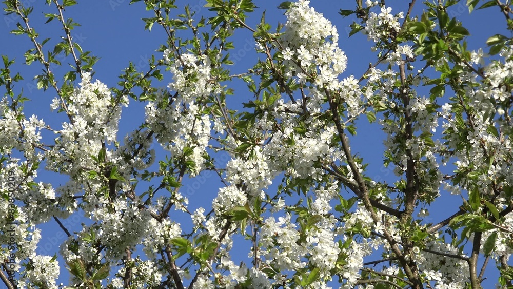 fruit tree branch with white blooms move in wind in spring. 4K fruit tree branch with white blooms move in wind in spring. 4K