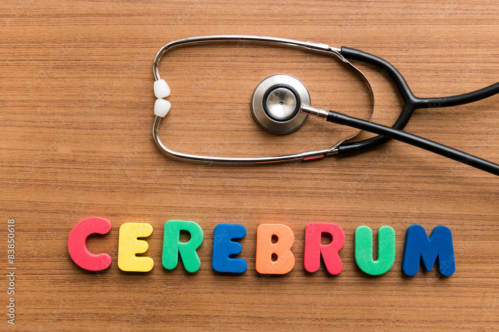Cerebrum Cerebrum