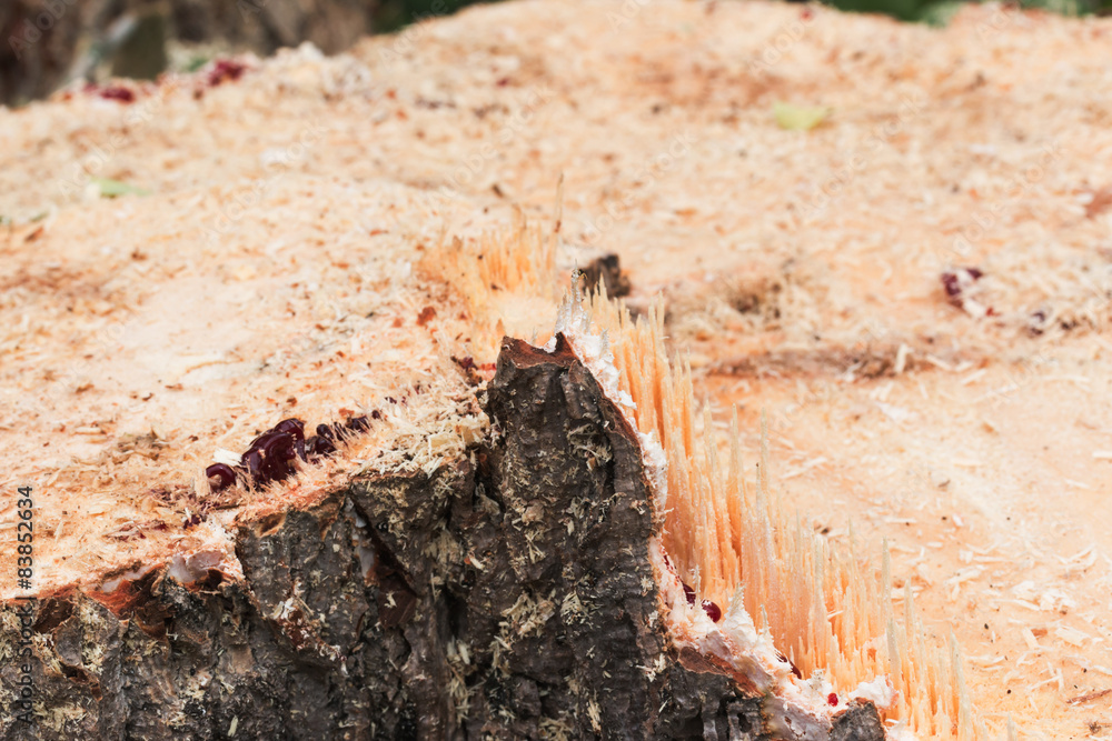 Fototapeta premium stump of tree felled - section of the trunk with annual rings