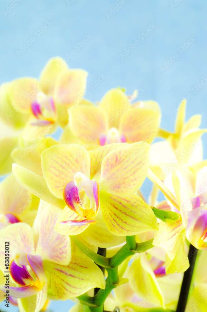 Nahaufnahme von gelben Orchideenblüten, Hochformatfoto