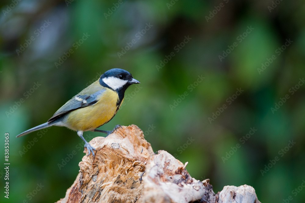 Fototapeta premium Cincia