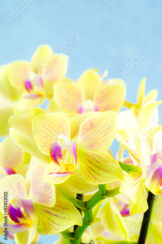 Fototapeta Naklejka Na Ścianę i Meble -  Nahaufnahme von gelben Orchideenblüten, Hochformatfoto