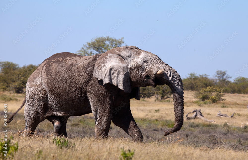 Fototapeta premium elephant bull