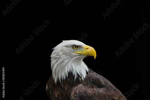 Bald eagle in profile isolated on black background