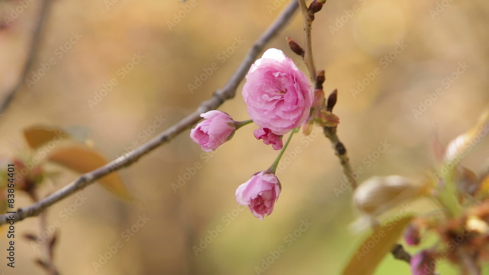 Blooming tree in spring with pink flowers Blooming tree in spring with pink flowers