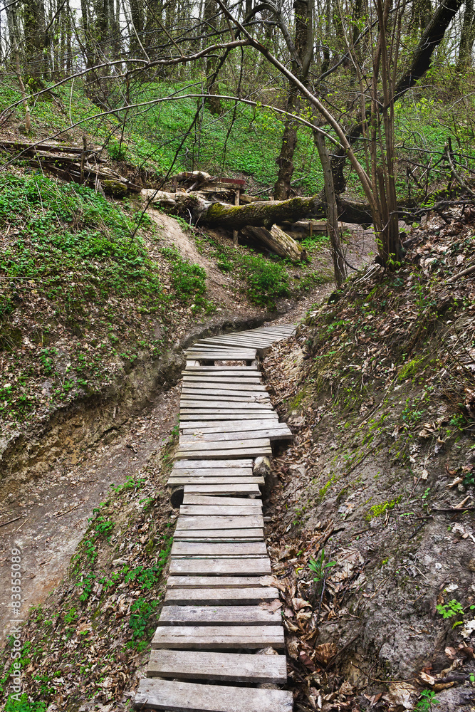 wooden bridge in the forest ravine with fallen tree wooden bridge in the forest ravine with fallen tree