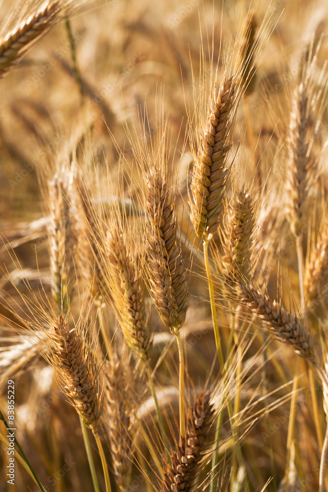 Fototapeta premium ripened cereals 