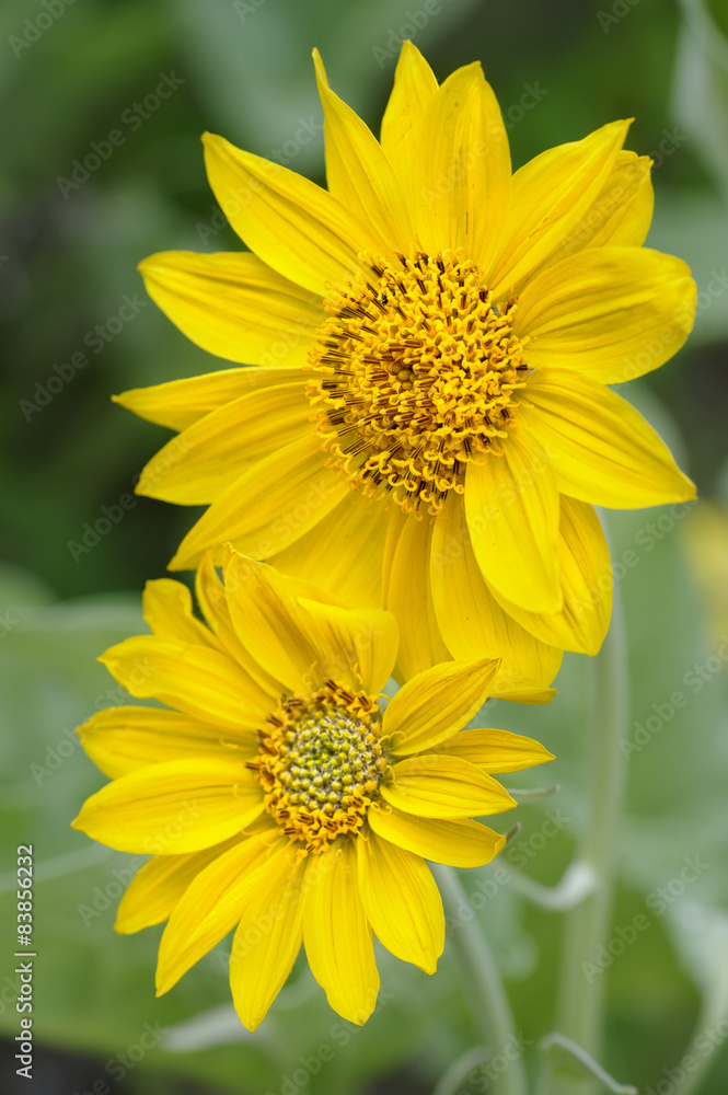 Sun Flowers in Yellowstone National park Sun Flowers in Yellowstone National park