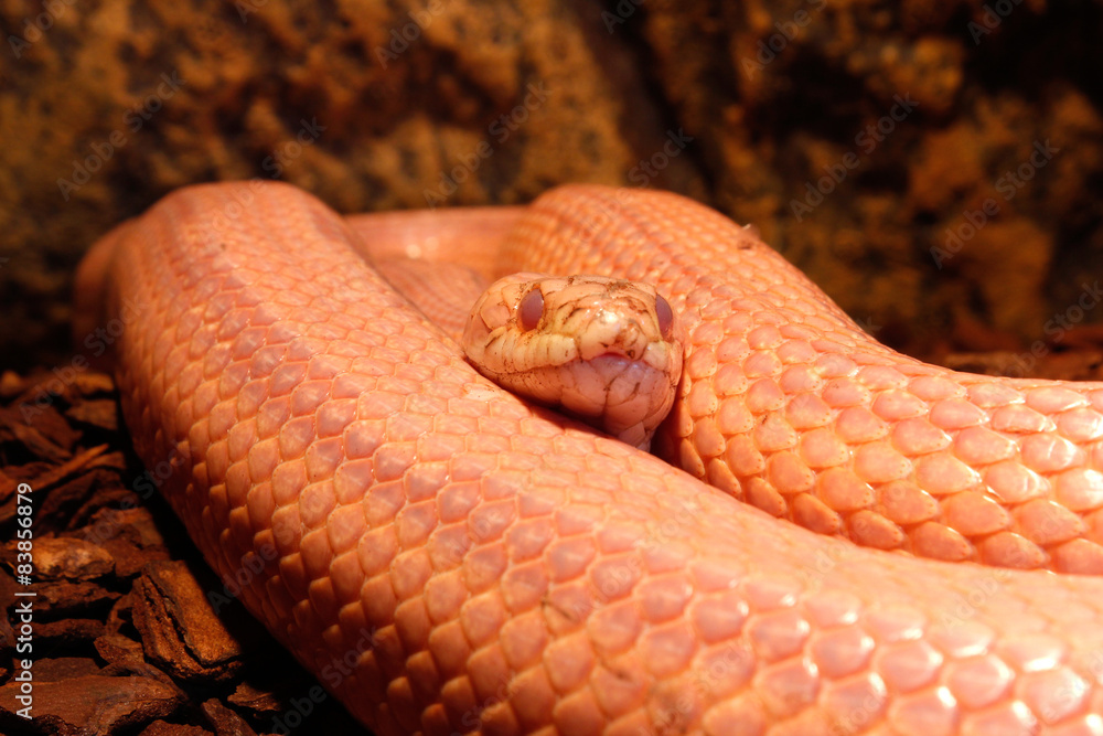 Fototapeta premium Grass Snake is molting - Ringelnatter