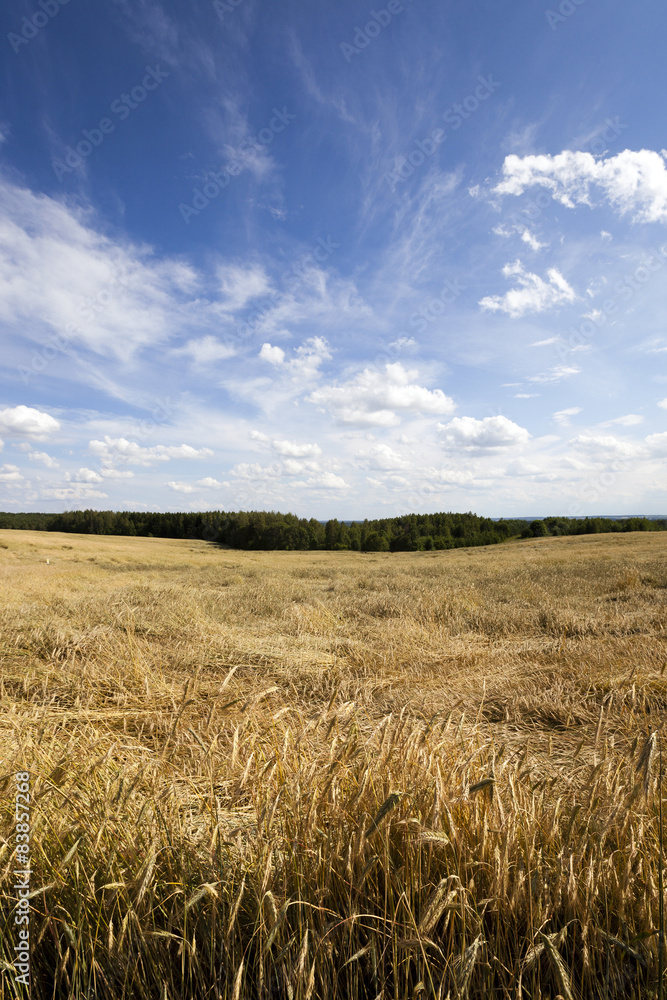 wheat field  