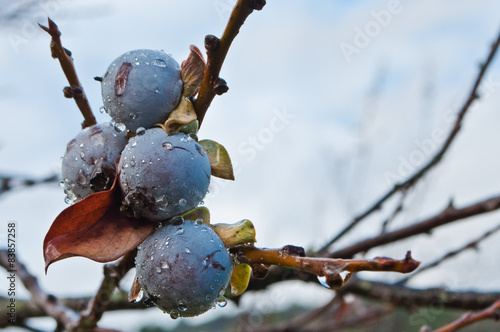 Date-plum, Caucasian persimmon, or lilac persimmon
