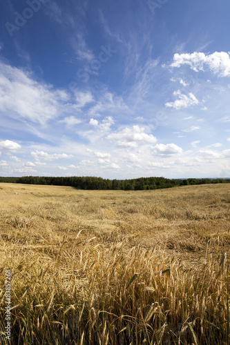 wheat field  