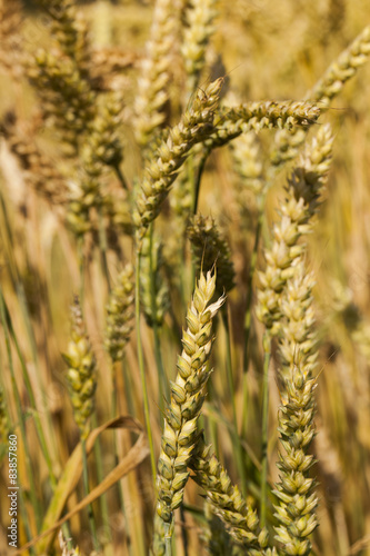 ripened cereals 