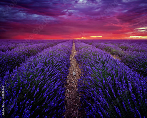 Beautiful image of lavender field Summer sunset landscape