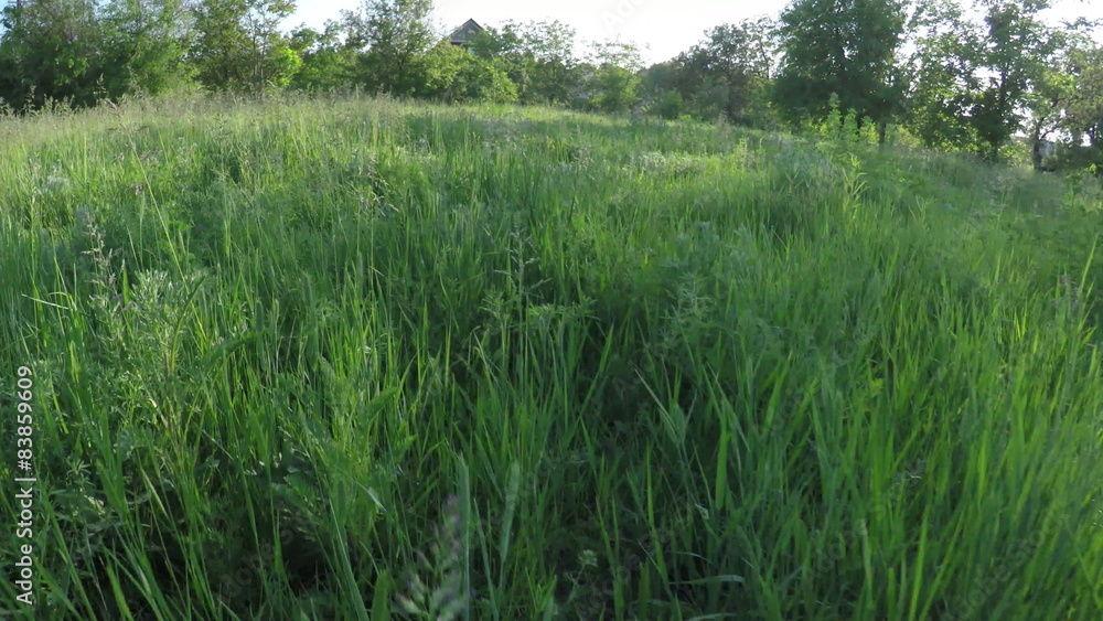 Footpath among tall grass Footpath among tall grass