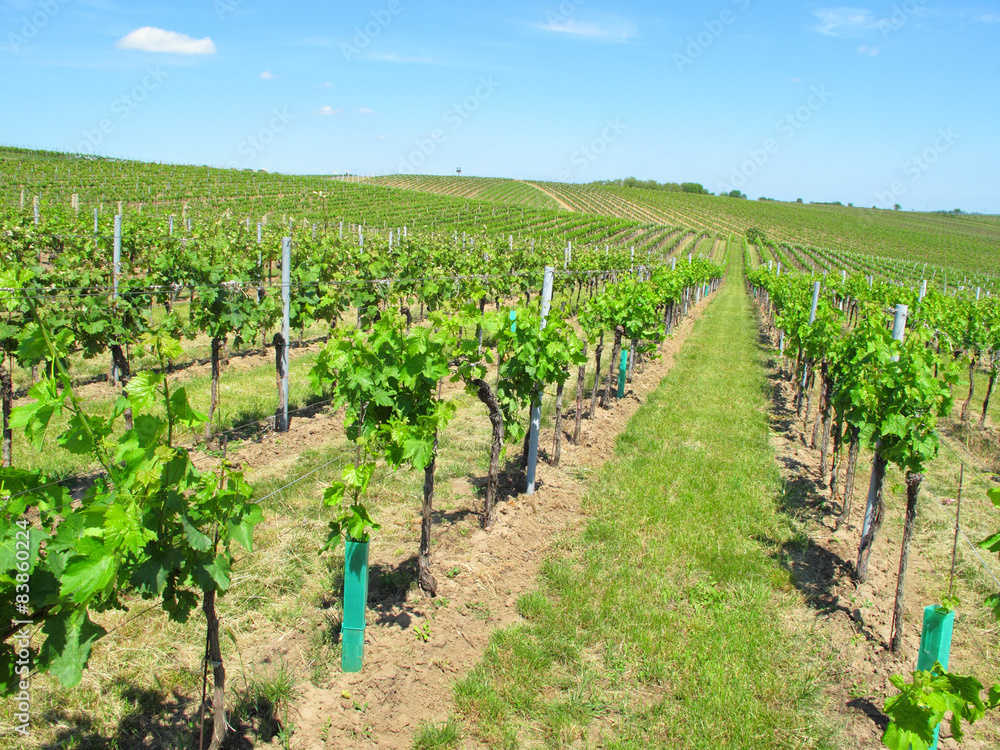 Vineyards in Moravia, Czech republic. Beautiful rural scenery.