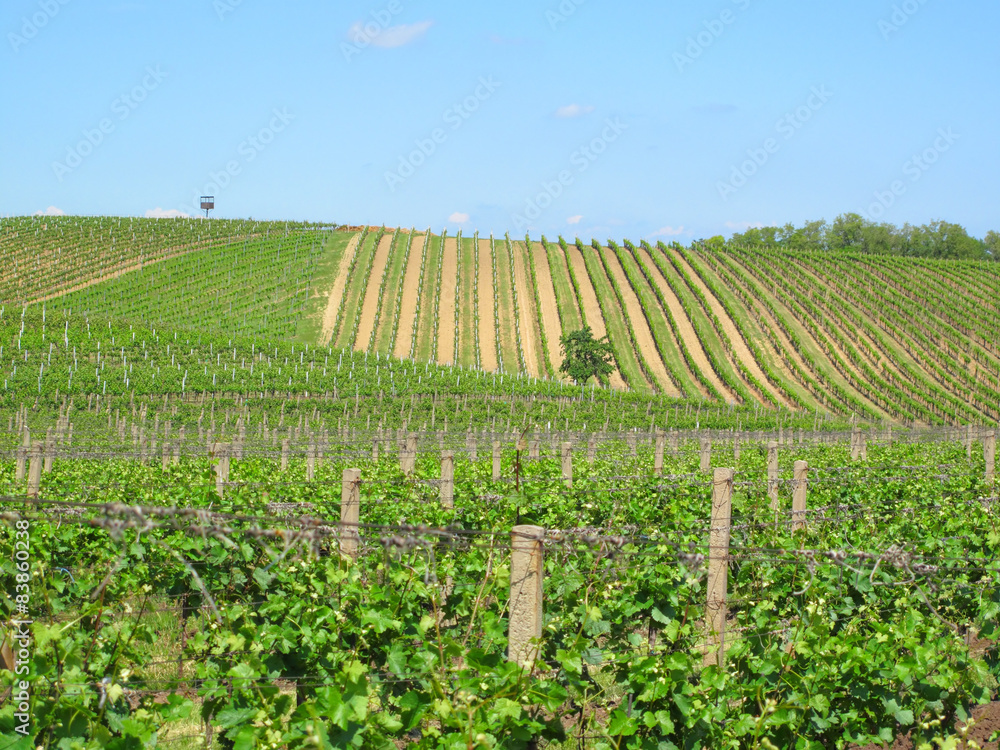 Vineyards in Moravia, Czech republic. Beautiful rural scenery.