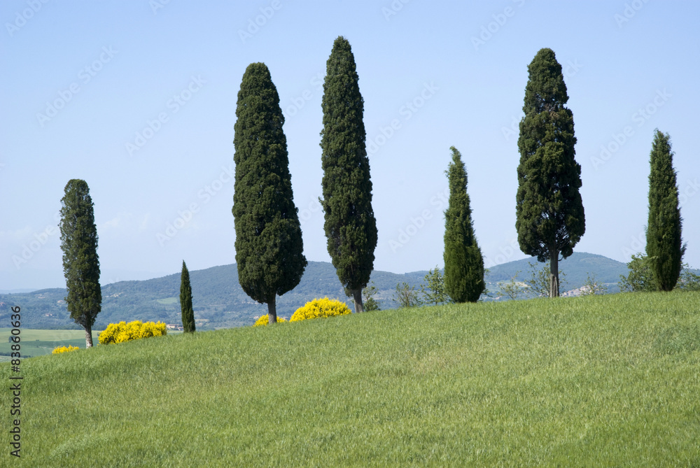 A row of cypress trees