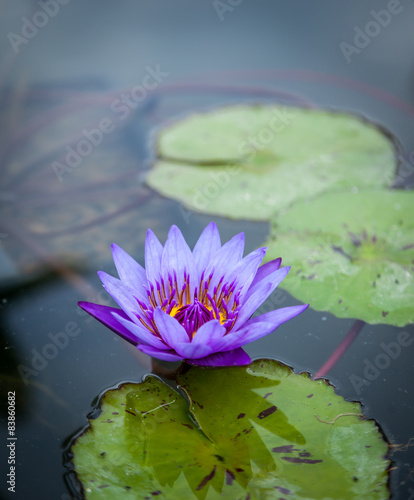 Fototapeta Naklejka Na Ścianę i Meble -  Violet Lotus