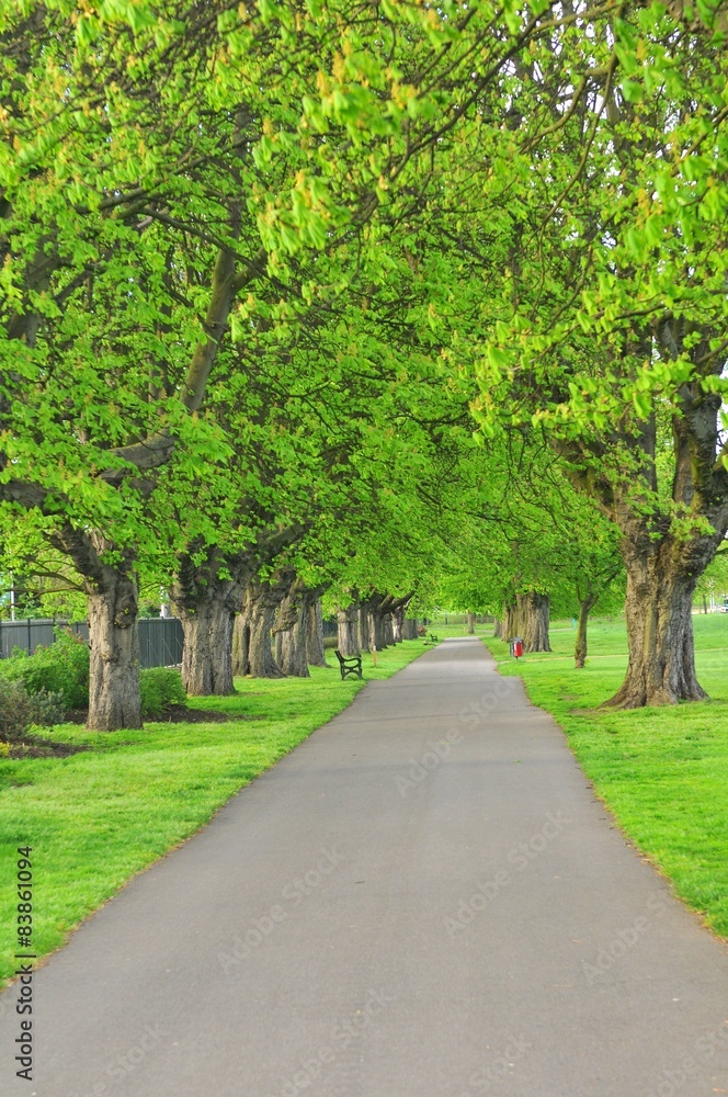 Empty alley in park with green trees
