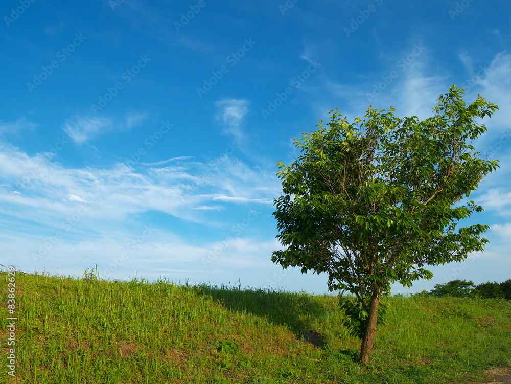 Fototapeta premium 青空と土手の木