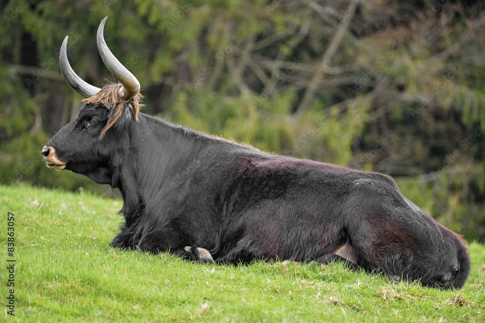 Photography Bos primigenius - aurochs