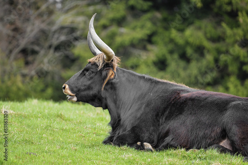 Fényképezés Bos primigenius - aurochs