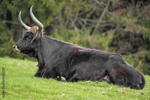 Fényképezés Bos primigenius - aurochs
