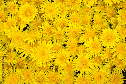 Background of yellow Dandelion