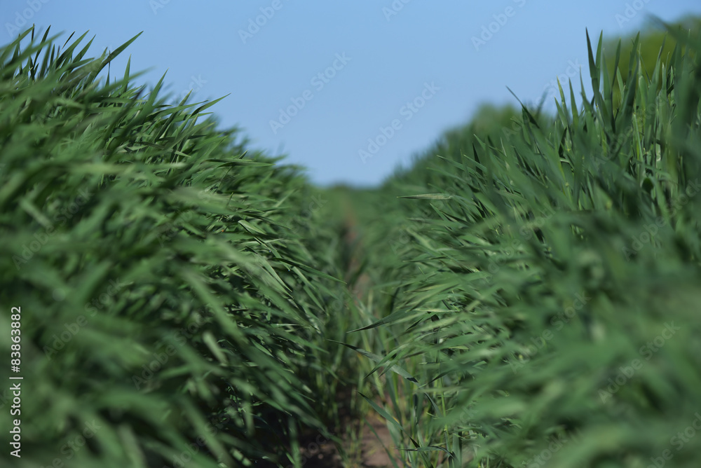 Wheat field Wheat field
