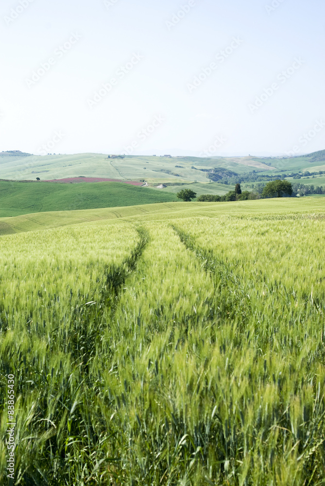 Obraz premium Cereal crops and farm in Tuscany