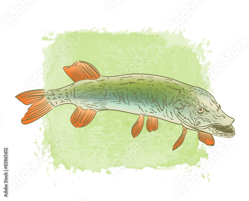 freshwater pike fish color drawing on watercolor background