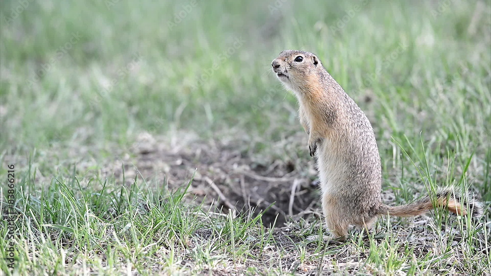 Screaming gopher (ground squirrel) Screaming gopher (ground squirrel)