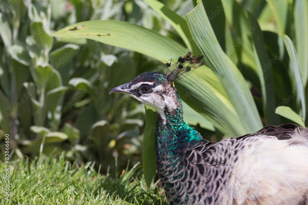 Peacock Portrait