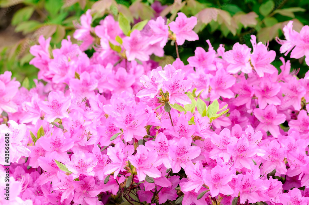Fototapeta premium rhododendron bush