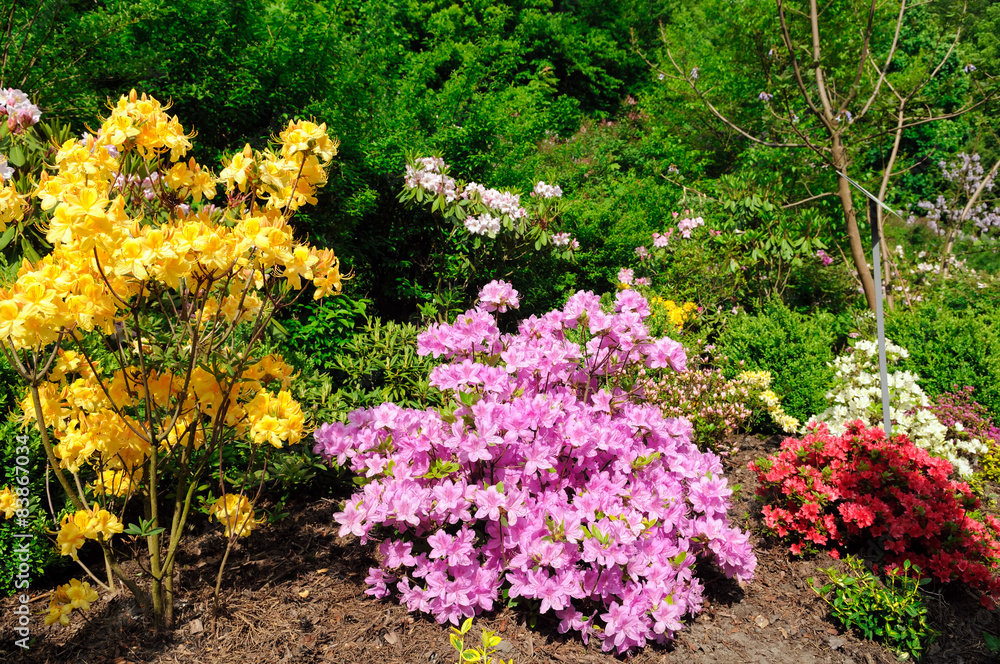 Naklejka premium rhododendron bush