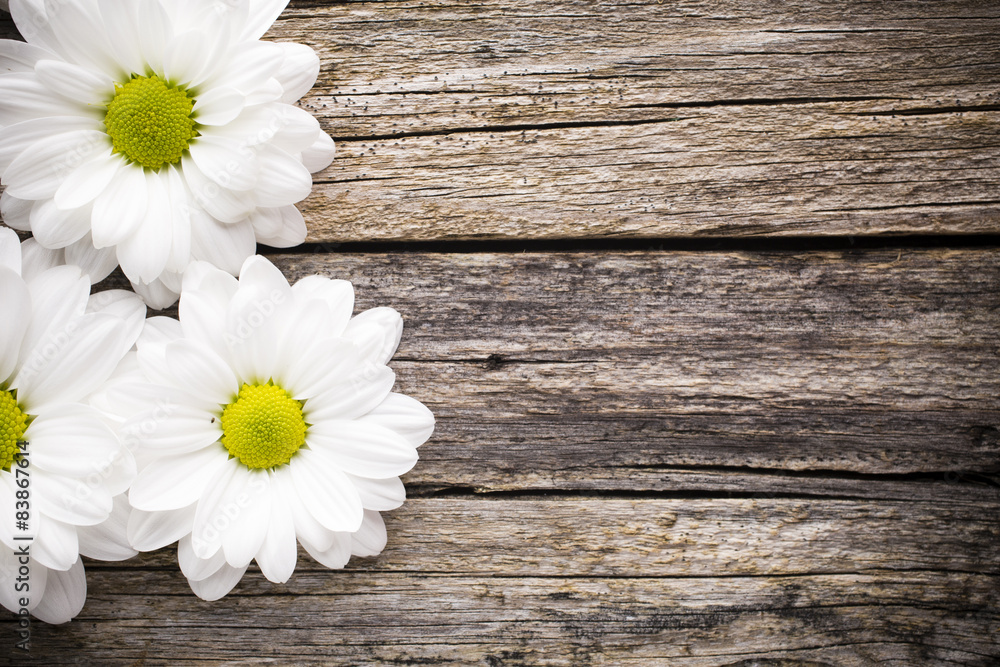 Obraz premium White flowers.