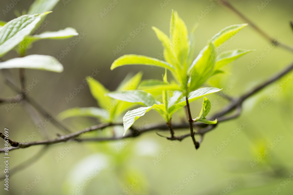 Obraz premium Tree.