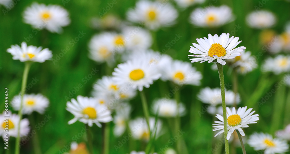 Petites pâquerettes blanches dans un champ Petites pâquerettes blanches dans un champ