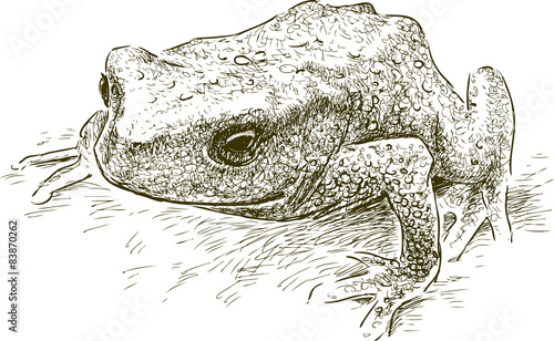 toad