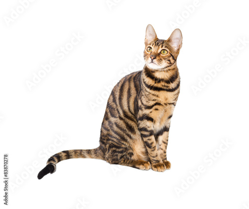 Cat breed toyger on white background.