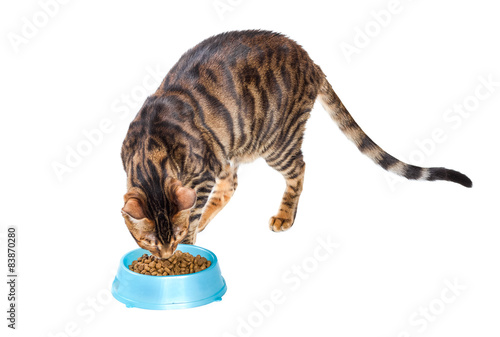 Cat breed Toyger eating dry food from a bowl. Isolated on white © Nataliia Pyzhova