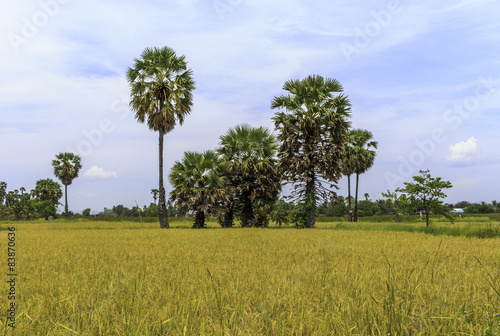 sugar palms on the rice field,Phetchaburi,Thailand.