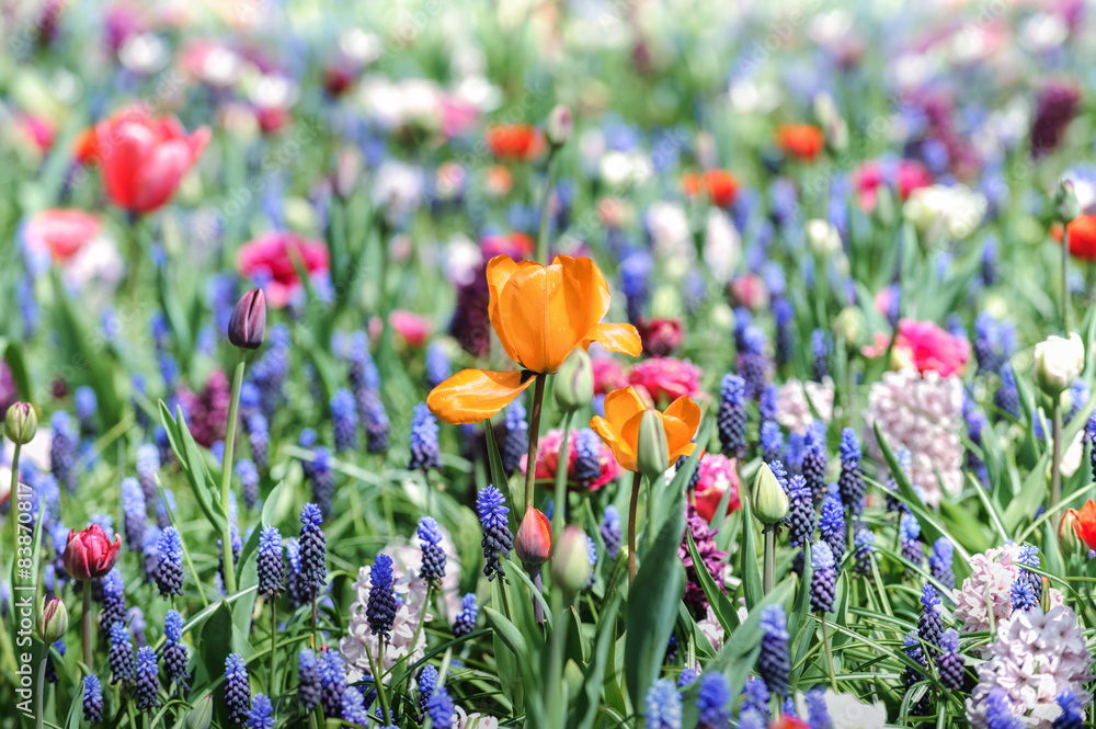 Spring and easter background with spring flowers