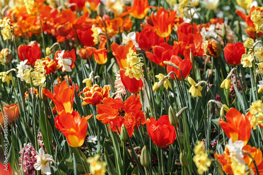 Spring and easter background with spring flowers Spring and easter background with spring flowers
